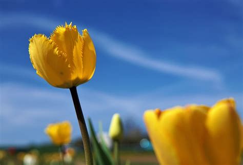 Tulip Spring Flowers Free Photo On Pixabay Pixabay