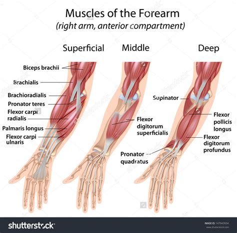 Wrist Flexors Muscles Wrist Flexors Pronator And Supinator Playbuzz