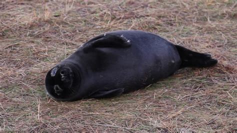 Black Seal Pup At Donna Nook Youtube