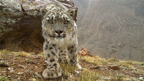 National Geographic Saving Snow Leopards