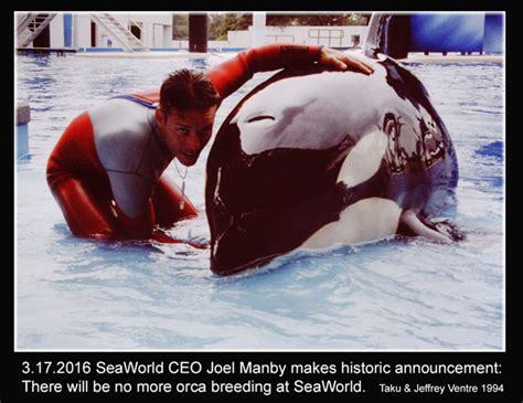 Voice Of The Orcas Our Statement Regarding Seaworld’s Announcement To End Captive Orca Breeding
