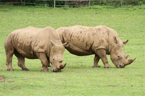 Noahs Ark Zoo Farm 1 Zoo Noahs Ark Noahs Ark