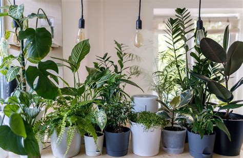 8 Ways To Bring Nature Into Your City Homes Bring Nature Indoors