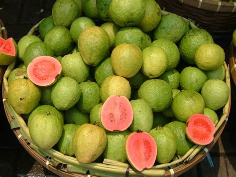 Guava Wikipedia