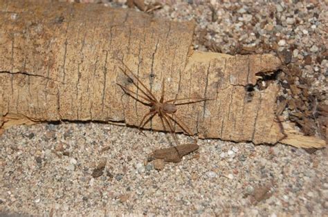 Arizona Brown Spider Packs One Heck Of A Punch