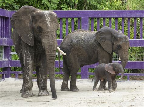 Sixth Baby Elephant Brings Cuteness And Joy To Disneys Animal Kingdom