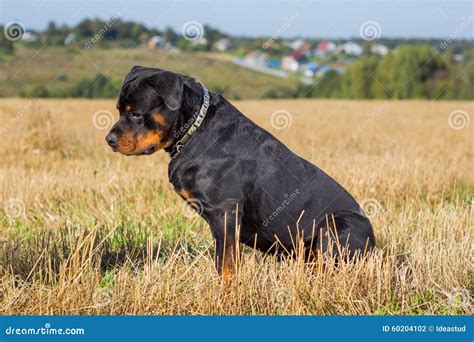 Rottweiler Dog Natural Background Grass Field Stock Photo Image Of