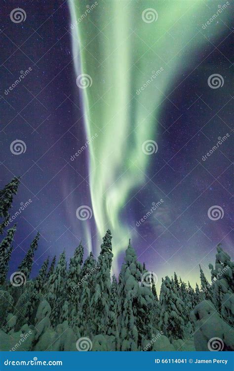 Aurora Borealis Aurora Boreal En Bosque De Finlandia Laponia Imagen