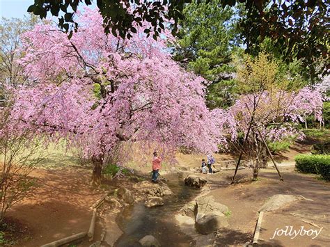 草加の桜 Cherry Blossoms Soka City