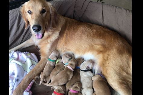 Piney Creek Goldens - Golden Retriever Puppies for Sale in Greenbrier