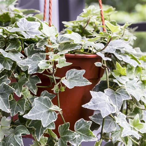 Variegated English Ivy Plantingtree