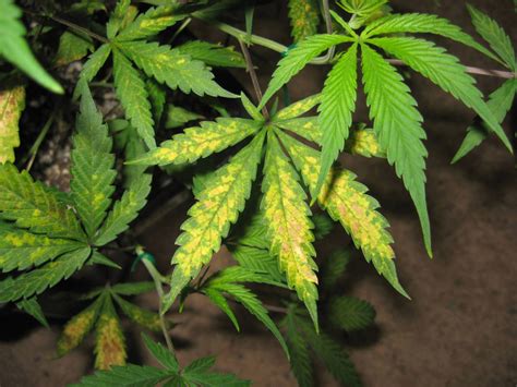 Potassium Deficiency Weed Problems Growers Shoul Know About
