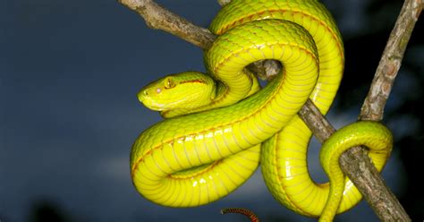 Snakes are elongated, legless, carnivorous reptiles. Newly Discovered Neon Snake is Named After a Harry Potter ...