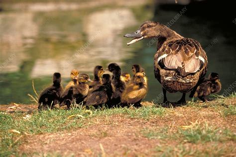 Ducklings With Their Mother Stock Image Z8280069 Science Photo