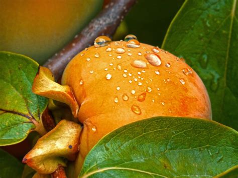 Orange Round Fruit · Free Stock Photo