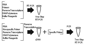 For use under emergency use. Difference Between PCR and RT PCR | Definition, Process ...
