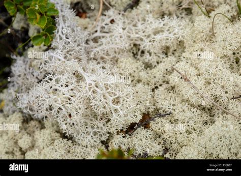 Arctic Tundra Lichens Moss Hi Res Stock Photography And Images Alamy