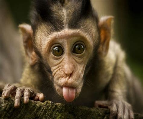 20 Funny Animal With Big Eyes Looking So Cute Funny Animals Monkeys