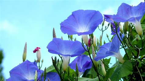 Wallpaper Blue Morning Glory Sky Background 2560x1920 Hd Picture Image