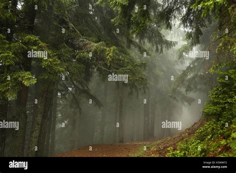 Misty Pine Forest On The Mountain Slope In A Nature Reserve Stock Photo