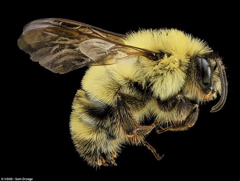 Stunning Pictures Of Bees Show The Insects As Youve Never Seen Them