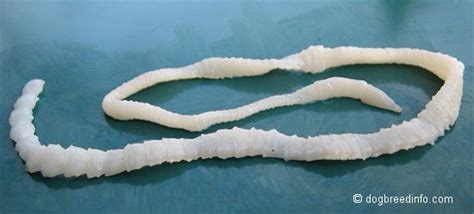 Tapeworms Also Knows As Cestoda Are A Class Of Parasitic Flatworms Of