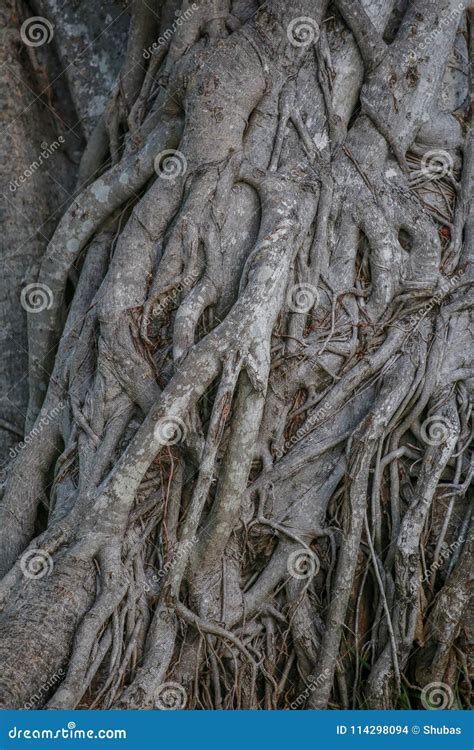 Intertwined Roots Texture Tree Gray Background Stock Photo Image Of