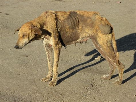 Rabies is infectious to humans. "Dog with rabies" | I was standing next to this do ...