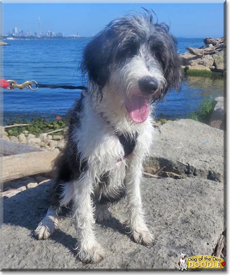 We did not find results for: Doodle - Old English Sheepdog, Poodle mix - January 11, 2018