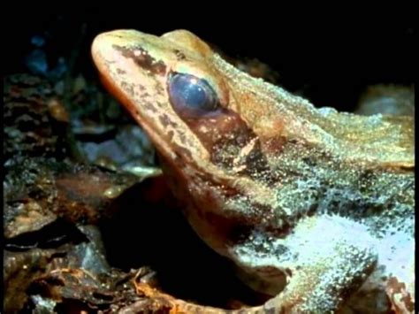 Wood Frogs Freeze Their Bodies To Survive Alaskan Winters Study Shows
