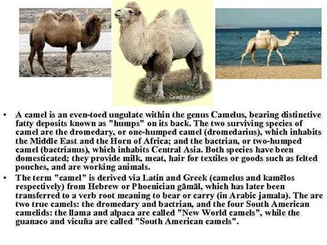 It is the tallest of the three species of camel ; Camel breeding Vocabulary Colt