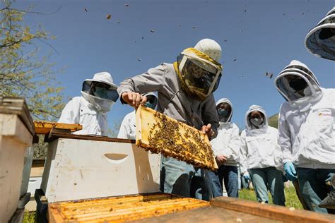 Catching More Students With Honey Variety Of Majors Swarm To