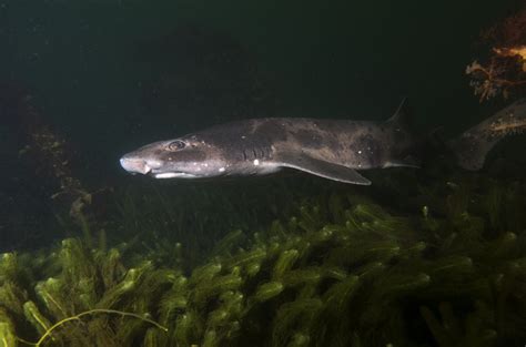 A Large Fish Swimming In The Water Next To Some Seaweed And Kelp Plants