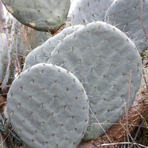 Since several varieties of cacti originate from dessert areas, many believe that providing a bit of water every once in a while will do the trick. Very Rare Blue Crest Cactus Myrtillocactus Geometrizans, 4 ...