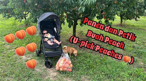 Panen Dan Petik Buah Peach U Pick Peach YouTube