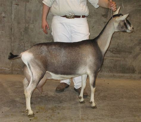 Sable Senior Does 7 Years Old Klisses Dairy Goats