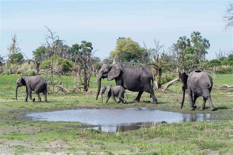 Hundreds Of Elephants Have Been Reported Dead In Botswana