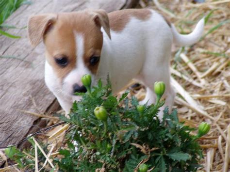 For Sale Jack Russell X Mini Foxy