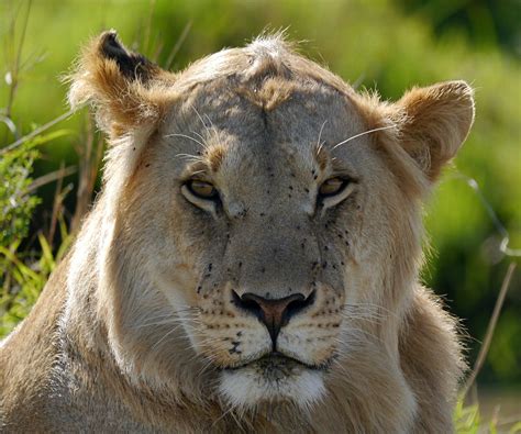 Free Photo Lion Kenya Safari King Leo Free Image On Pixabay 806186