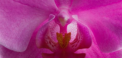 The Inside Of A Pink Orchid Flower With White Stamens And Yellow Stamen