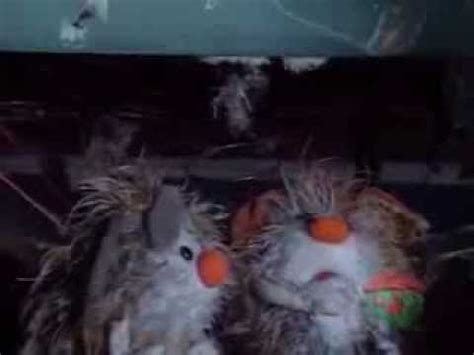 But, every time a guest arrives they find dust bunnies under their bed. Big Comfy Couch - All Aboard for Bed - Dust Bunnies - YouTube