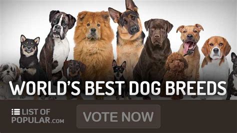 Best Dog Breeds In The World Top 10 List And Ranking