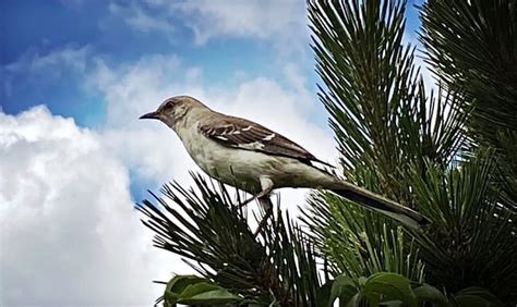 What Is The State Bird Of Arkansas 9 Facts About Mockingbird