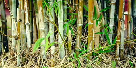 Comment éliminer Définitivement Les Bambous Du Jardin