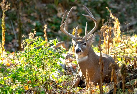 Big Game Permits And Applications Nebraska Game And Parks Commission
