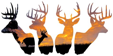 Deer Hunting Drawings Free Download On Clipartmag