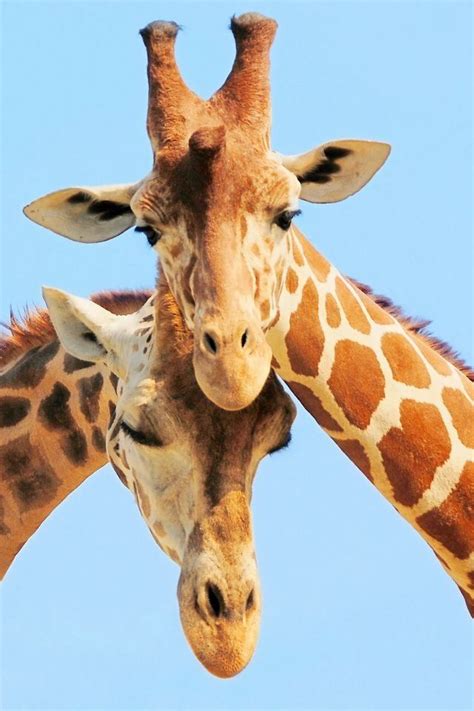 555 Best Giraffe Love Images On Pinterest Giraffes Giraffe And