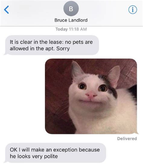 Polite Cat Meme Text