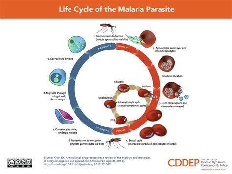 Life Cycle Of The Malaria Parasite One Health Trust