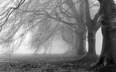Creepy Trees Fog Wallpaper 2560x1600 13131 Wallpaperup